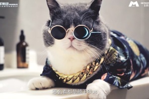 金辉城市广场 体验猫式凡尔赛活动